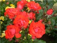 bdfee555-Picture 181.jpg